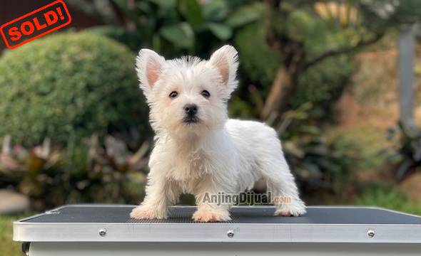 for-sale-puppy-female-west-highland-terrier-EU3PPHGLVB