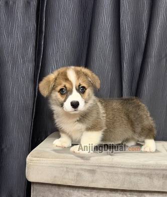 jual-corgi-jantan-super-gembul-lucu-JA5QRNP6JK