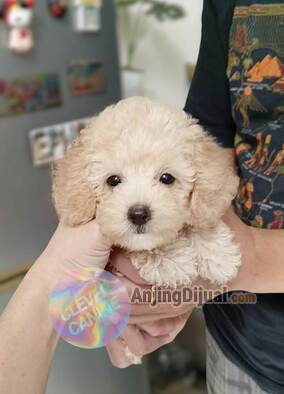 tiny-toy-poodle-male--female-J0DGO01VKX