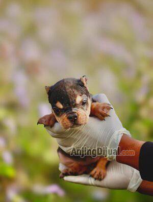 jual-designer-exotic-bully-betina-4-bulan-nano-size-tri-color-merle-4BVZRP6DFM