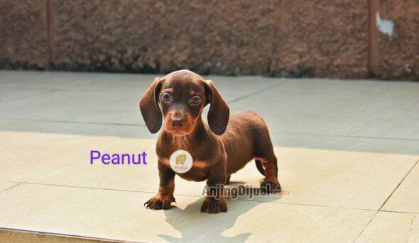 jual-miniature-dachsund-super-imut-08VGRVP4WV