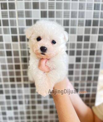jual-mini-bichon-jantan-reallll-3PC3VM4TGO