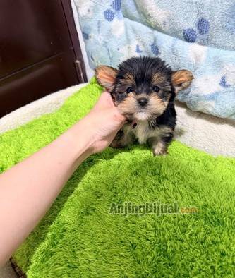 jual-yorkshire-mini-lucu-banget-TUPVGMMLJ7