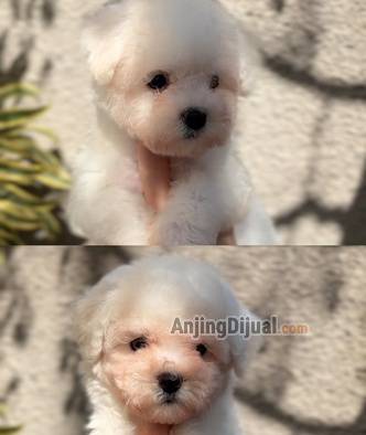 mini-bichon-female-for-sale-UZELL7GQOI