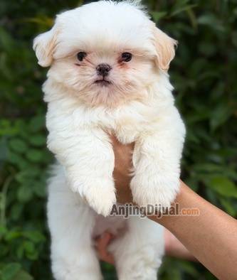 sale-2-male--2-female-shitzu-high-quality-PTMDRK7P7Y