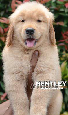 jual-golden-retriever-puppy-berkualitas-harga-termurah--bentley-Y9O7GSYXT8