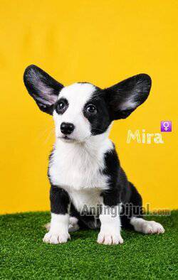 jual-cardigan-corgi-puppy-JYYW5OQ2YT