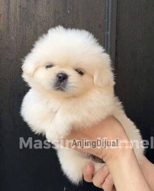 jual-3-pekingese-puppies-2DBEZV58HL