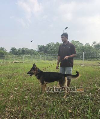 jual-german-shepherd-working-line-jantan-MDQ24PFZAF