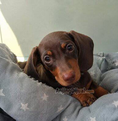 female-puppy-dachshund-good-quality-WRH25YL2N6