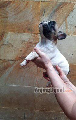 available-female-french-bulldog-GZ21W6UML3
