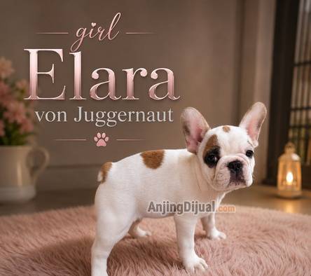 jual-french-bulldog-puppies-good-quality-affordable-DYG4FXQ9GT