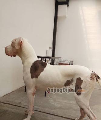 jual-great-dane-male-8GV94PZQSV