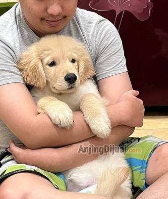 jual-golden-retriever-betina-ZOD1IR3VJR