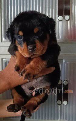 jual-rottweiler-male-female-OP4I3JIGWW