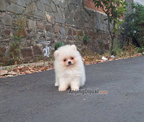for-sale-puppies-pomeranian-H54QKZGTGT