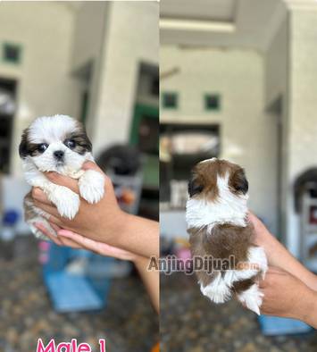jual-shihtzu-jantan-cebol-8OM9W9CN1R