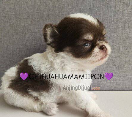 jual-chihuahua-jantan-ganteng-34Z679KUOU