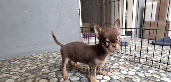 jual-anakan-chihuahua-jantan-high-quality--bl-size-kecil-S21BRGQGYW