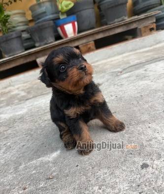 jual-tiny-pom-x-poodle-IW6YJXRS7K
