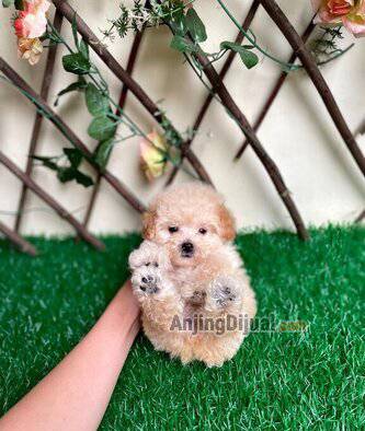 jual-poodle-male-bloodline-impor-korea-1SJH4X4GAO