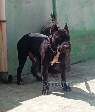jual-pitbull-bigsize-black-JGSLWSBIHB