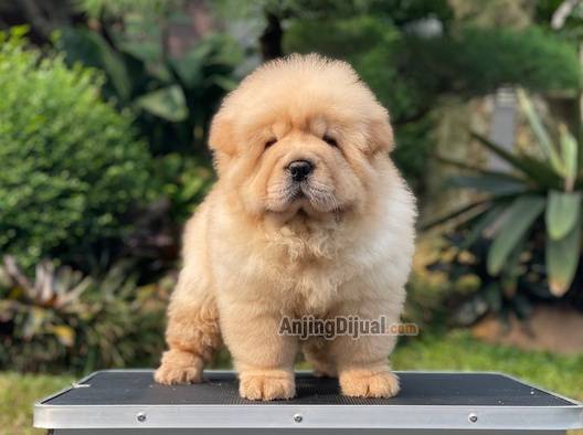 for-sale-puppy-female-chow-chow-0UTS3BWXS7