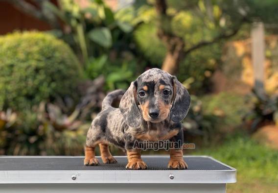 for-sale-puppy-male-miniature-dapple-dachshund-2FW06T0HXT