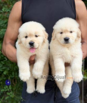 sale-golden-retriever-high-quality-IXQIRF8DC2