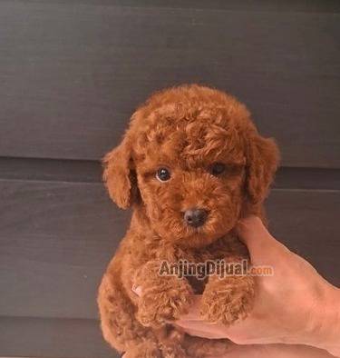 jual-super-tiny-poodle-cute-EGPSWIJHU4
