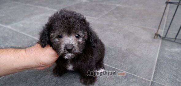 for-sale--silver-light-poodle-suoer-cute-bulu-sangat-tebal-58TH2ICEAY