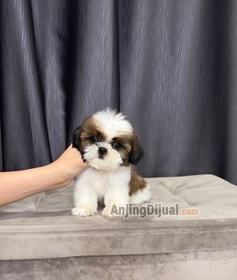 jual-shihtzu-jantan-super-lucu-9PJ7CJKEKF