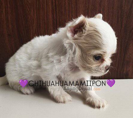 jual-chihuahua-unik-YNQE9O5VTS