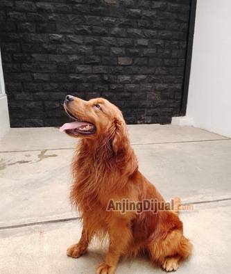 jual-golden-retriever-male-23ZT5RUE74