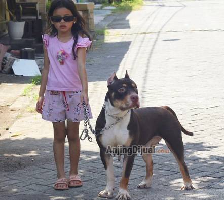 jual-pitbull-betina-mewah-J02505EMQV