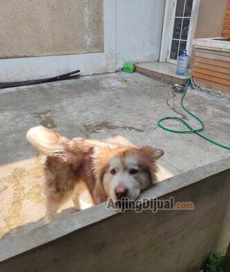 jual-indukan-alaskan-malamute-QJXBWKNZS0
