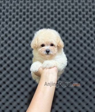 for-sale-tiny-poodle-JGHDAM0GD9