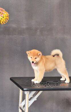 cek-disini-shiba-inu-betina-cantik-banget-sungguh-P7EYOY8GSR