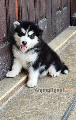 jual-alaskan-malamute-puppy-Y185L829Q6