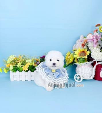jual-male-korean-mini-bichon-bloodline-import-korea-super-imut-karakter-bagus-1RY59KVDAK