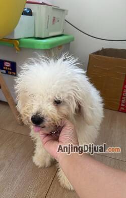 anakan-bichon-world-winner-2018-dan-2019-bloodline-VHCUNC50TX