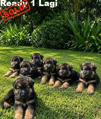 jual-anakan-import-gsdherder-47CG7XHCY7