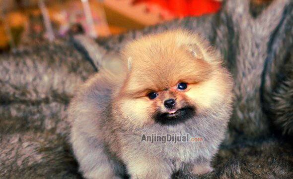 for-sale-hq-teddy-bear-pomeranian-C6JKW6L9GU