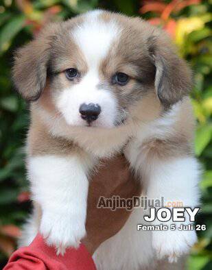 jual-cute-adorable-corgi-longhair-tergemoy-joey-W137O1LFM8