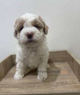 jual-poodle-parti-color-female-F7JCNFFXE4