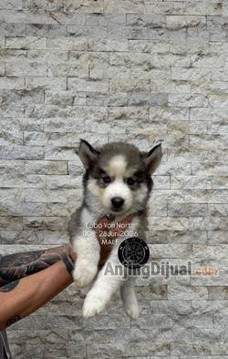 jual-siberian-husky-puppies-northkennel-FKZD1A6BZE
