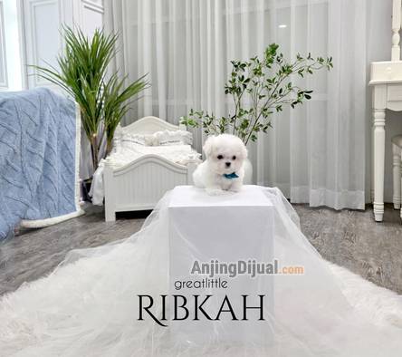 speciality-of-very-superb-tiny-korean-line-pretty-and-dolly-face-bichon-frise-MXBYZ3MIUL