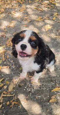 jual-tricolor-cavalier-king-charles-spaniel-betina-PIWQXAJOCD