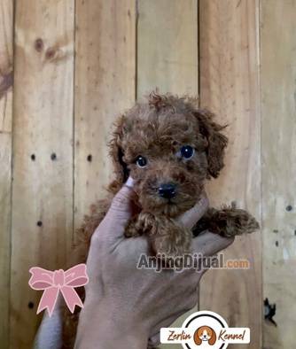 jual-red-tiny-poodle-merah-pekat-2QPXPV1FN9
