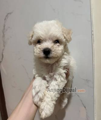 4-ekor-anakan-anjing-bichon-frisee-0V1ZAM4AI7